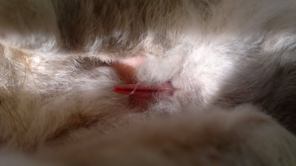 naturtro penis utvidelse online voksen shop naturtro penis utvidelse online voksen shop