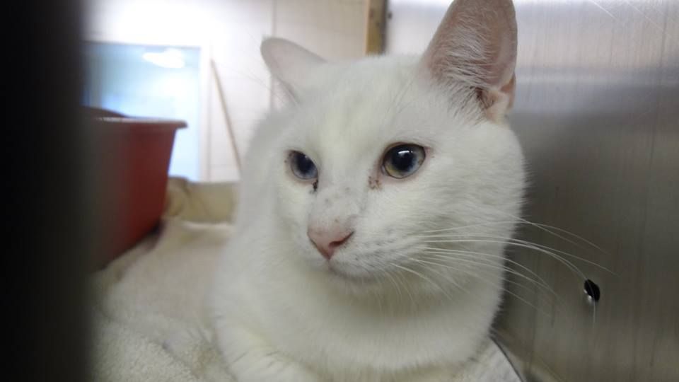 half blue and half gold eyes