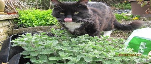 Cat Enjoying Catnip