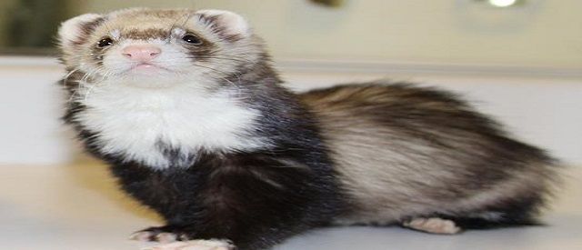 Raisins are toxic to ferrets