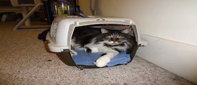 Cat Sleeping in Per Carrier