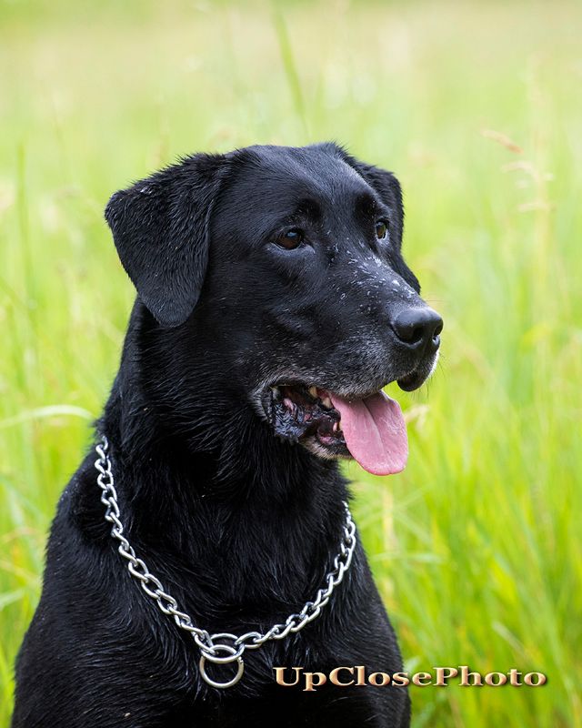 photo 000_Chase_024_NARC17_W_zps5rxgw9uk.jpg