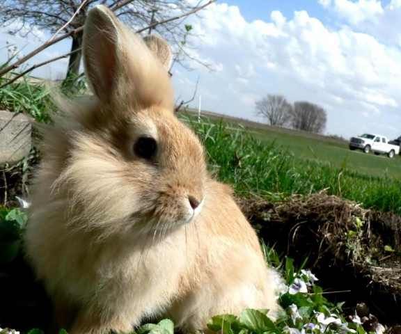 Animals200197.jpg