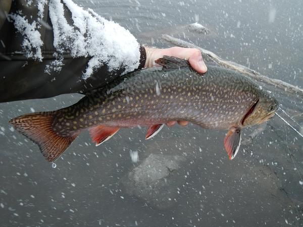  photo Brookies001_zpse0038634.jpg