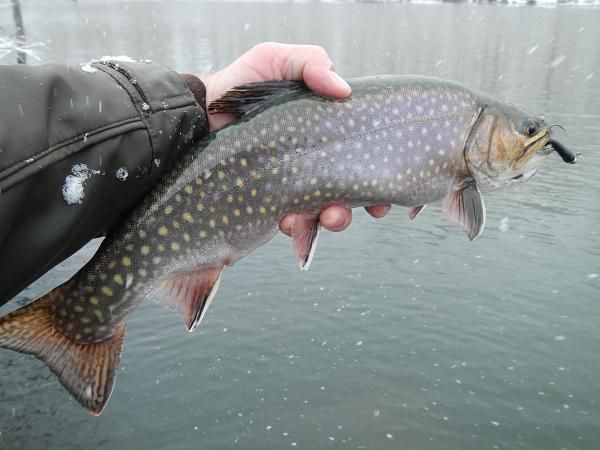  photo Brookies010_zpsefd28460.jpg