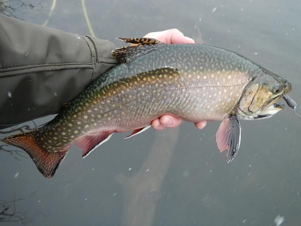  photo Brookies015_zpsa61abc55.jpg