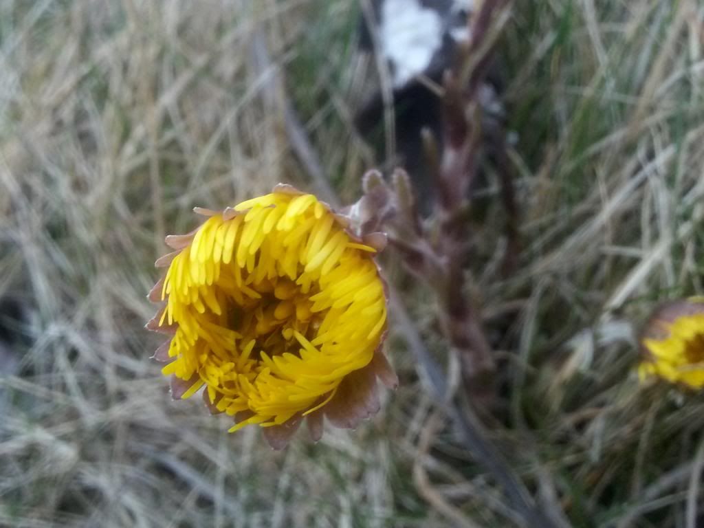 Billede