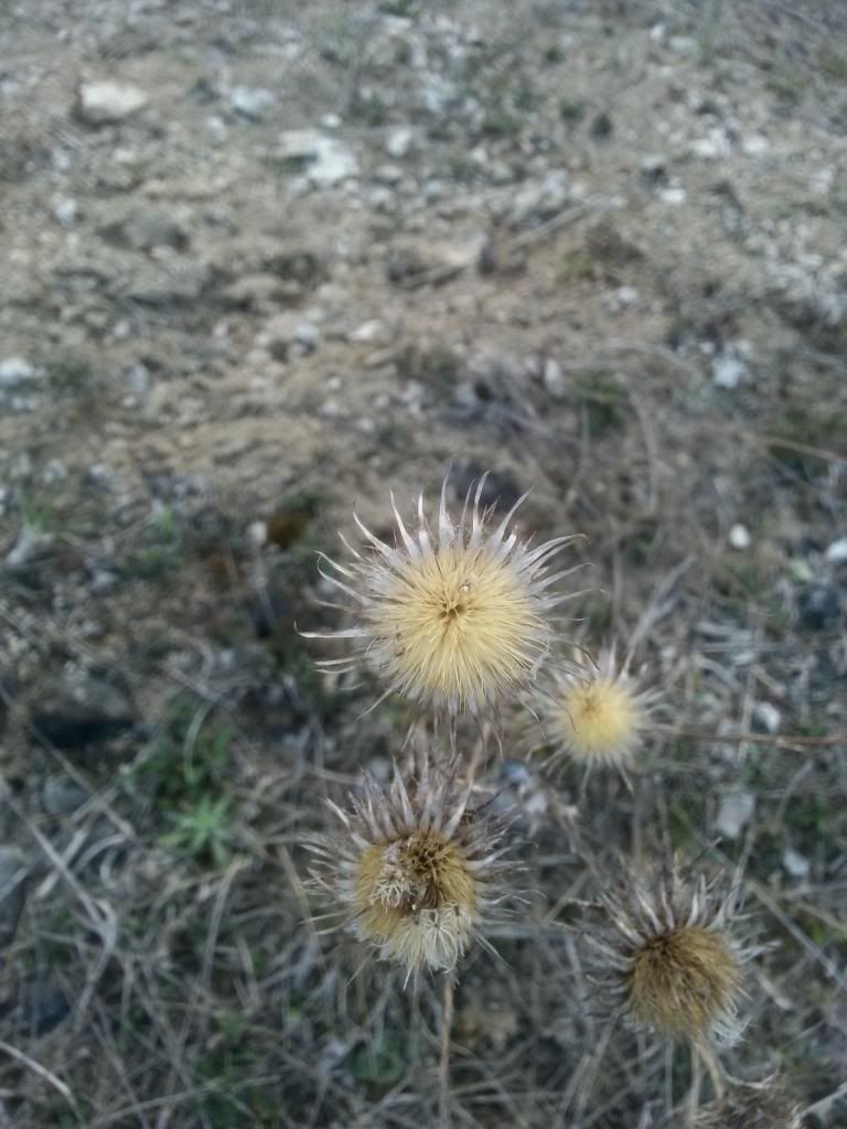 Billede