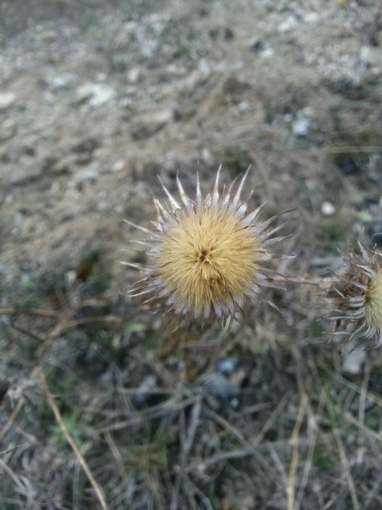 Billede