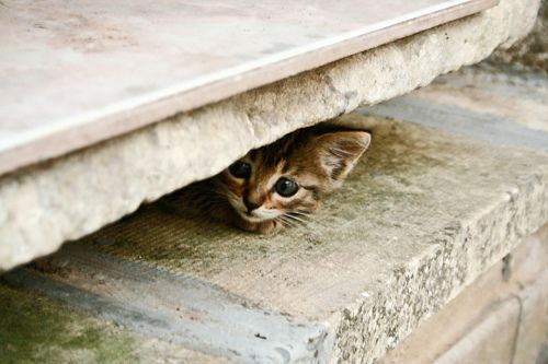 Kitty