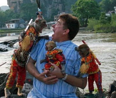 Monkeys