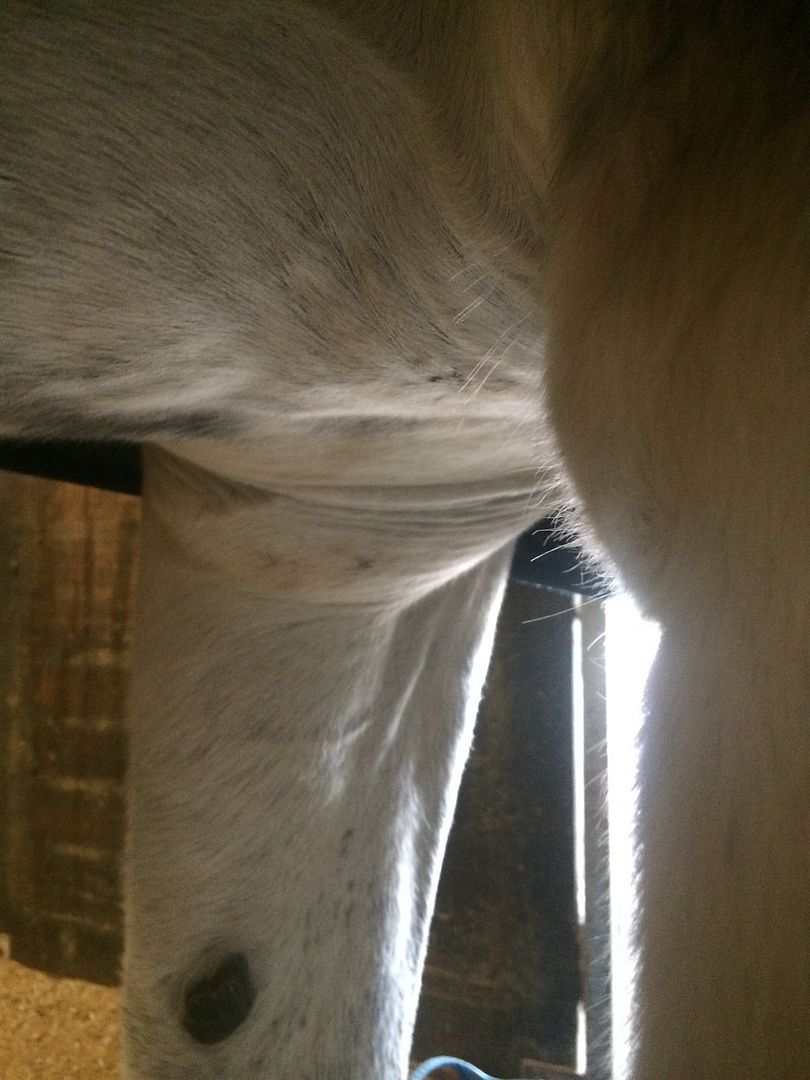 What could be causing this wrinkled skin on my mare? Horse and Hound