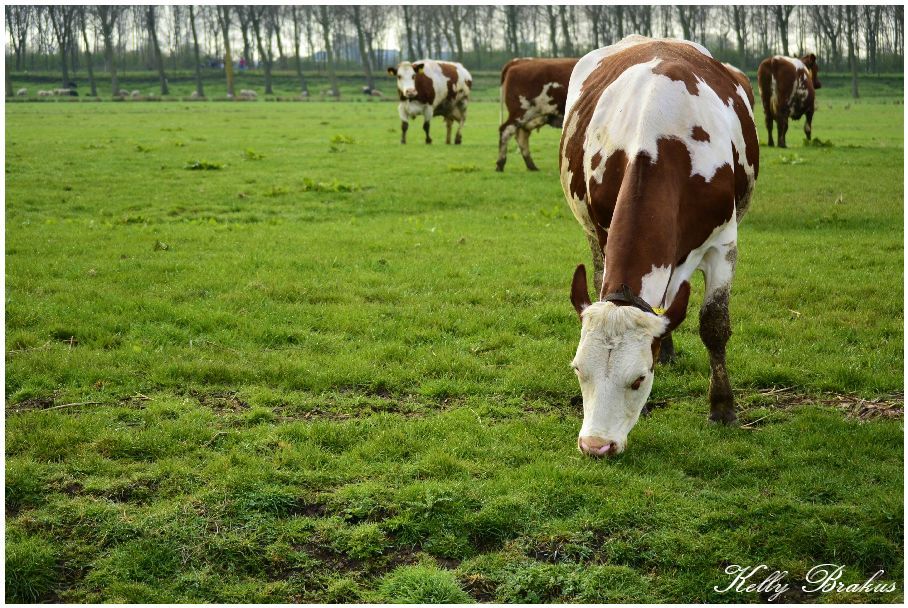 Fotografie