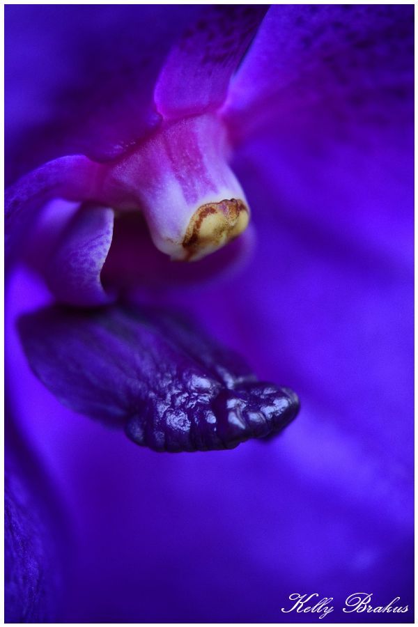 Fotografie