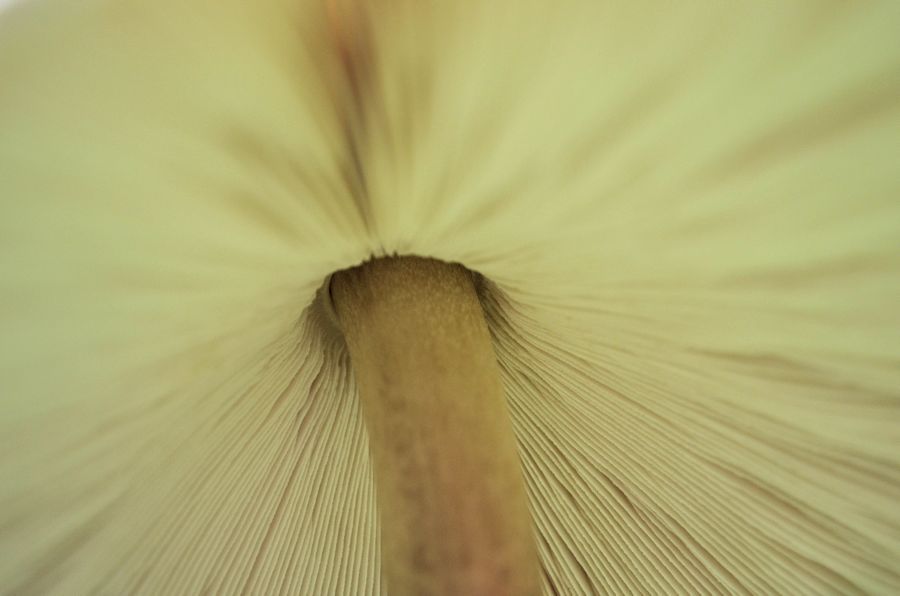 Fotografie