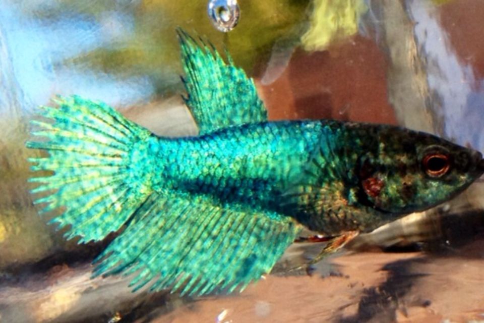 EVEN More free fish! Betta Fish Forum