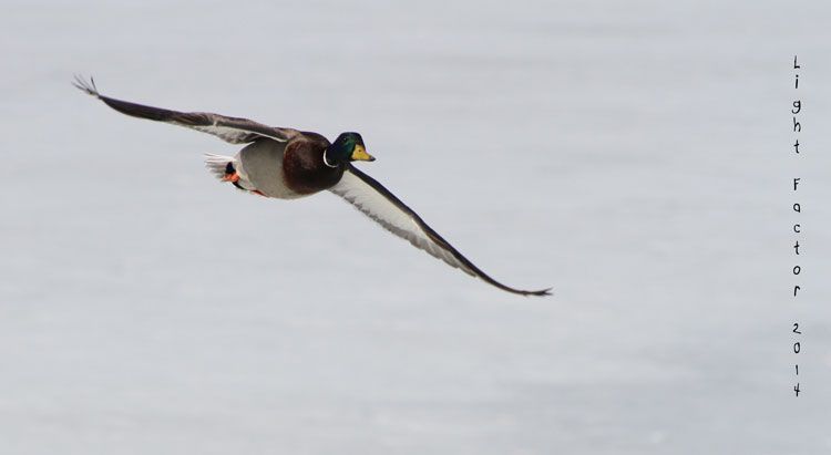 IMAGE: http://i1266.photobucket.com/albums/jj536/charts101/duck_zpsf67dd578.jpg~original