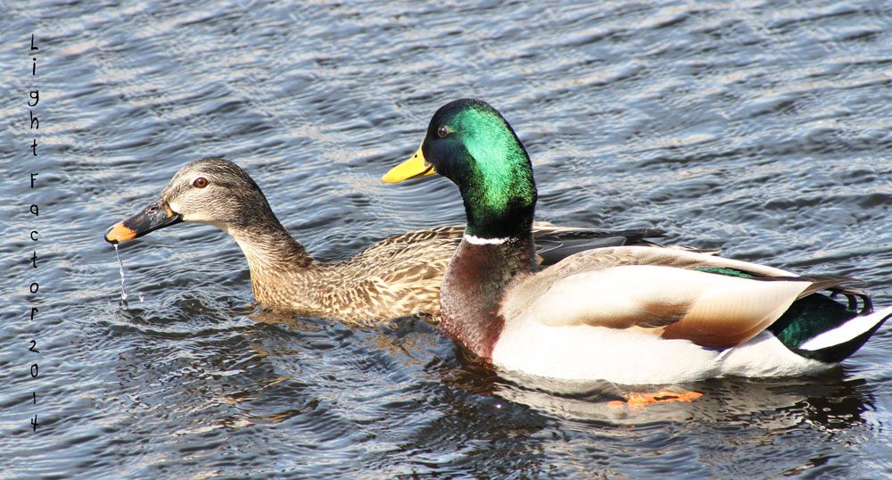 IMAGE: http://i1266.photobucket.com/albums/jj536/charts101/ducks_web_zps7af1ddad.jpg~original