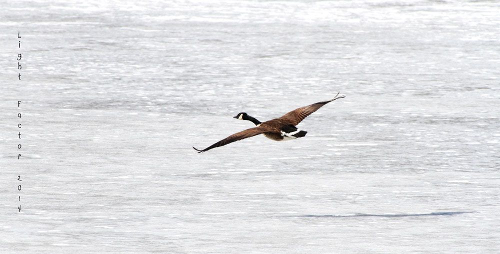 IMAGE: http://i1266.photobucket.com/albums/jj536/charts101/goose_web_zps5c02d7aa.jpg~original