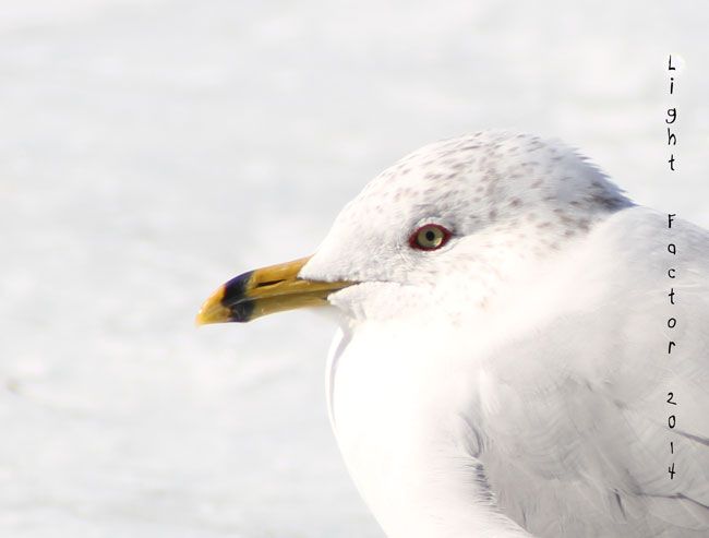 IMAGE: http://i1266.photobucket.com/albums/jj536/charts101/seagull_3_zpsbfc9f98b.jpg~original