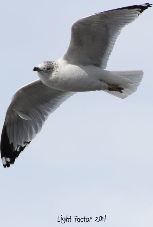 IMAGE: http://i1266.photobucket.com/albums/jj536/charts101/seagull_web_zps25d587bc.jpg~original