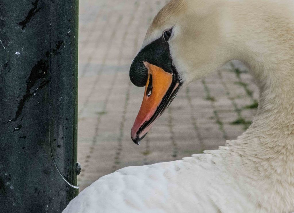 Fotografie