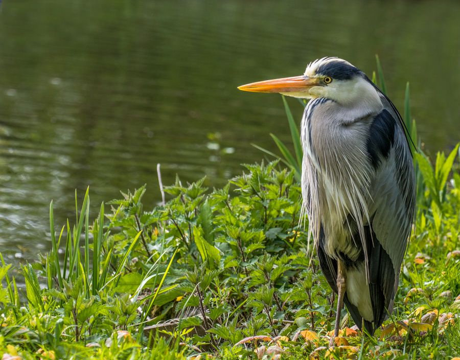 Fotografie