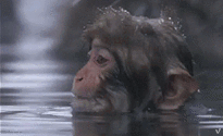 rQYau_zpsy1xr2yj5.gif