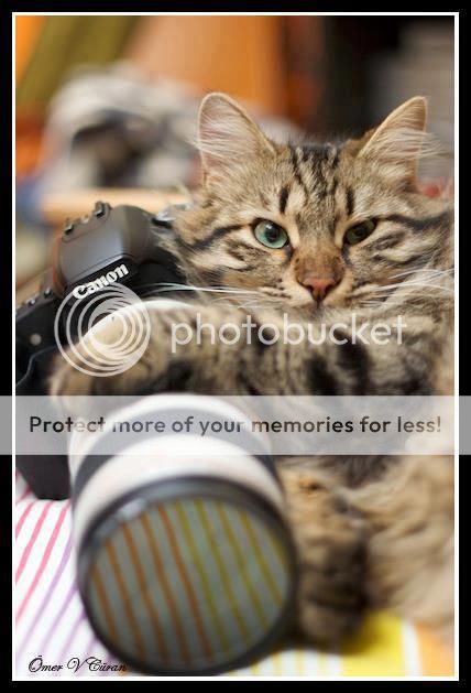Even Kitties Love Canon Camera Gear
