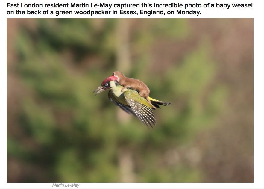 Viral Weasel On Woodpecker Photo Was Captured Using A Canon Eos 70d