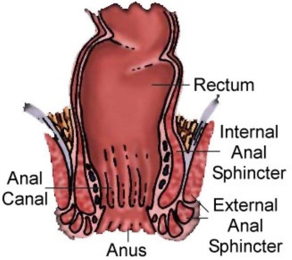 Anal Canal vs Anus - Hemorrhoids photo AnalCanalvsAnus-Hemorrhoids_zps5fa945fc.jpg